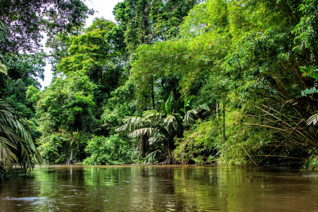 Tortuguero Nationalpark in Costa Rica